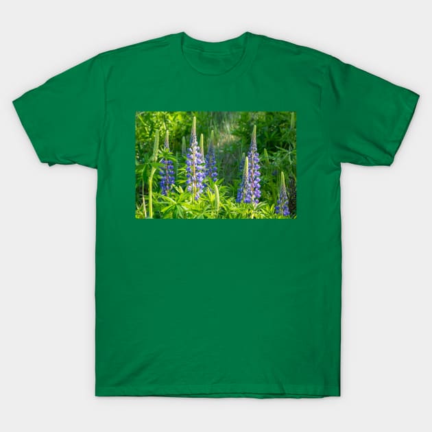 Purple lupins. T-Shirt by sma1050